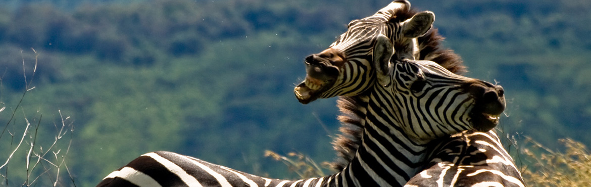 10 Days Kenya, Tanzania luxury lodge safari