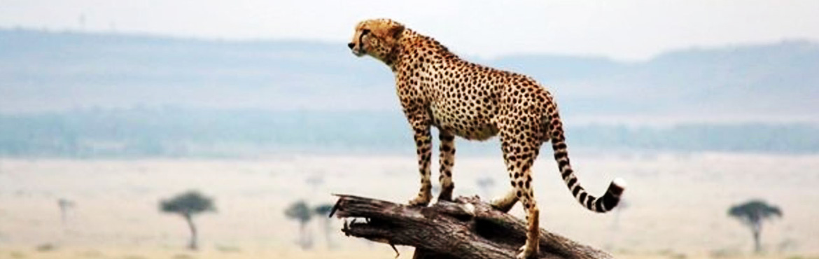 13 Days Amboseli, Aberdare, Shaba, Sweetwaters Lake Nakuru, Masai Mara Lodge Safaris
