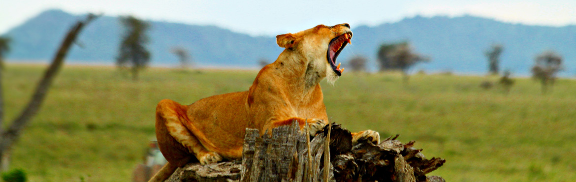 4 days Serengeti & Ngorongoro lodge safari