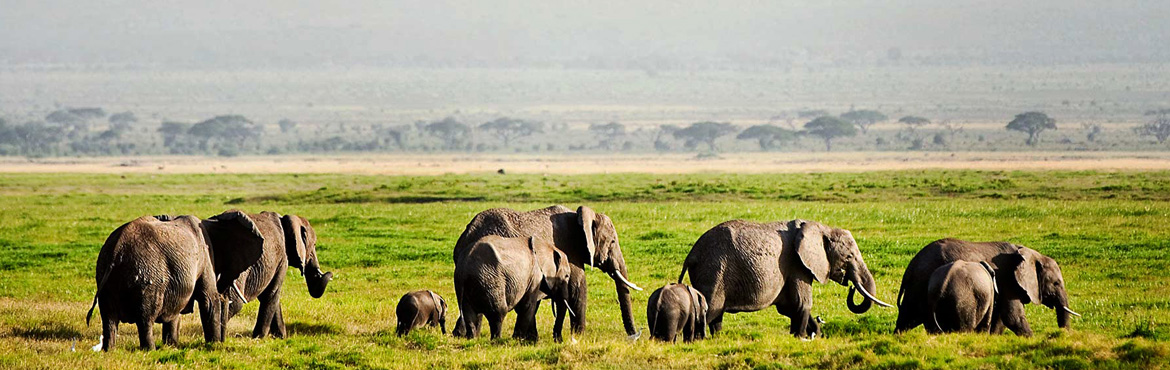 5 Days Lake Manyara Serengeti Ngorongoro budget safari