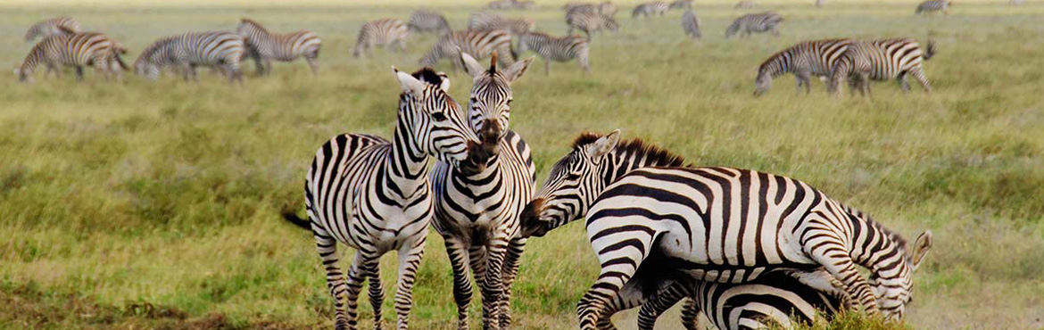 7 Days Manyara, Ngorongoro, Serengeti Wildlife lodge safari