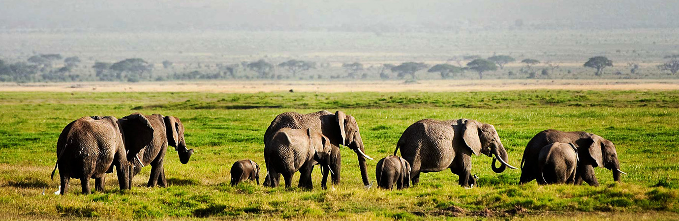 Elephants in Amboseli