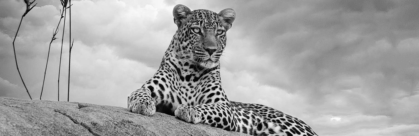 leopard in Masai Mara